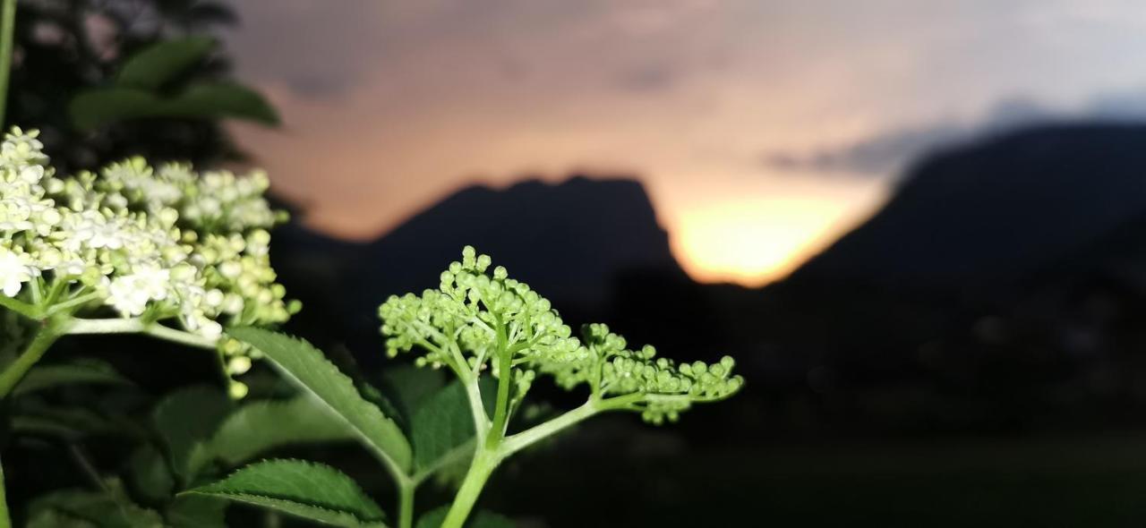 Urlaub Bei Moses Appartement Schoppernau Buitenkant foto