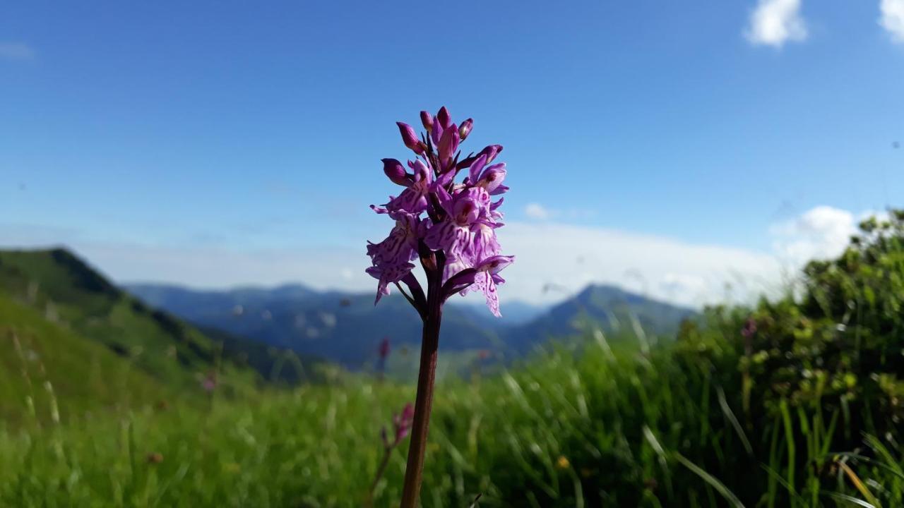 Urlaub Bei Moses Appartement Schoppernau Buitenkant foto